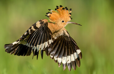 Wall Mural - eurasian hoopoe bird in early morning light ( upupa epops )
