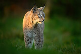 Eurasian lynx ( Lynx lynx ) close up