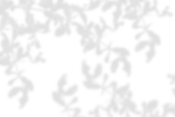 Wall Mural - gray shadow overlay effect. natural branch leaf shadows isolated on transparent background. tree lea