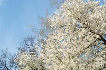 Wall Mural - Close-up of white magnolia salicifolia flowers of a green spring park. blur and selective focus. Copy space