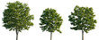© Roman - Chestnut trees isolated png on a transparent background premium cutout foreground tree
