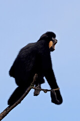 Wall Mural - red-cheeked gibbon (nomascus gabriellae)