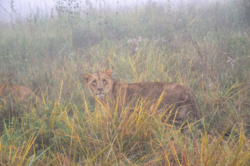 lion in the grass