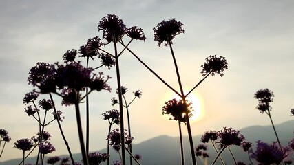 Wall Mural - Silhouette  flowers with sunset, outdoor  Chiangmai Thailand.