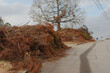 © Del Harper - Brush pile and tree limbs laying in brown grass beside the hilly  street with houses on the other side. WIde View. Daytime on a cloudy day.