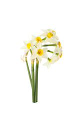 Wall Mural - white and yellow narcissus flowers isolated on a white background