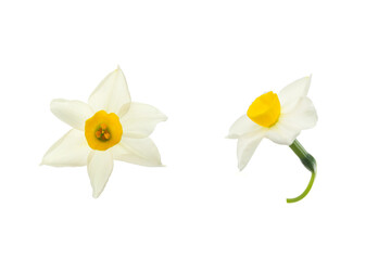 Wall Mural - white and yellow narcissus flowers isolated on a white background