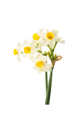 Wall Mural - white and yellow narcissus flowers isolated on a white background