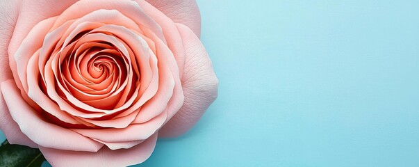 Wall Mural - Minimal rose idea. Beautiful pink rose close-up on a soft blue background, perfect for floral designs.