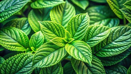 Wall Mural - Close up of vibrant and healthy green leaves, greenery, foliage, lush, nature, vibrant, close up, macro, botanical