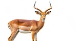 Impala antelope isolated on background, impala, antelope, isolated,background, wildlife, animal, African, nature, wild, mammal