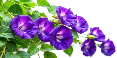 Wall Mural - Clitoria ternatea purple flowers isolated on background, Clitoria ternatea, purple flowers, isolated, background, botanical