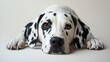 © mochalfin - Close-up portrait of a Dalmatian dog lying down, looking directly at the camera. (1)
