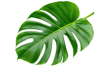 Wall Mural - Detailed Watercolor Tropical Monstera Leaf Artwork