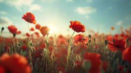 Wall Mural - Sunlit Poppy Field: A Serene Summer Sunset