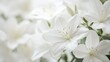 © Mehemmed - Charming white flowers symbolize joy and beauty, bringing a sense of tranquility and happiness. These lovely white flowers evoke feelings of joy in any setting, enhancing the aesthetic appeal of
