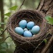 © Bboy - A bird's nest holding three delicate blue robin eggs, nestled in a natural forest setting.