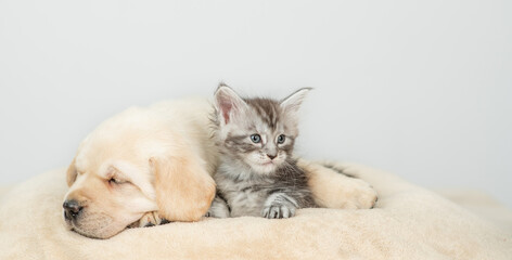 Fototapete - Sleepy Golden retriever puppy lying with tiny maine coon cat on a bed at home. Empty space for text