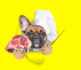 Aufkleber - french bulldog wearing chef's hat looking through the hole in yellow paper, holding bowl of raw meat