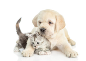 Aufkleber - Playful Golden retriever puppy hugs a tiny  maine coon kitten and looks at camera. isolated on white background