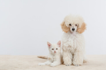 Poster - Poodle puppy sitting with tiny maine coon cat on a bed at home.  pets look at camera together. Empty space for text