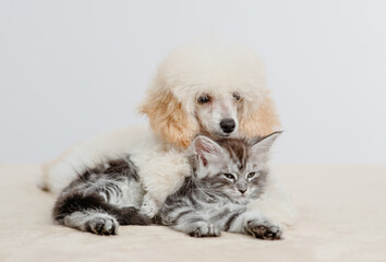 Leinwandbilder - Friendly Poodle puppy lying with tiny maine coon cat on a bed at home