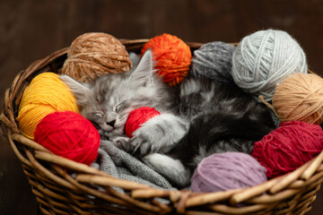 Fototapete - Cute tiny maine coon kitten hugs ball of thread and sleeps inside a basket with many clews of thread. Top down view