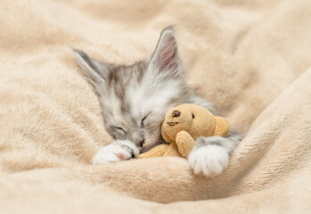 Leinwandbilder - Cozy Maine coon kitten sleeps with favorite toy bear under warm blanket on a bed at home. Top down view
