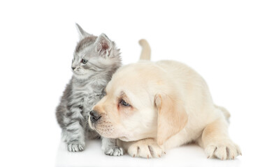 Fototapete - Golden retriever puppy and tiny  maine coon kitten look  away on empty space together. isolated on white background