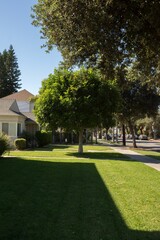 Vertical photo of a green tree in a neighborhood of houses during summertime.