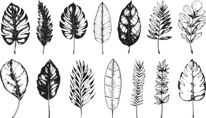 Wall Mural - Exotic tropical leaf hand drawn vector. Botanical leaves black and white engraved ink art