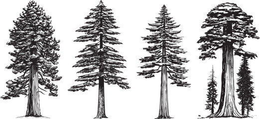 Redwood tree vector sticker design on a white background