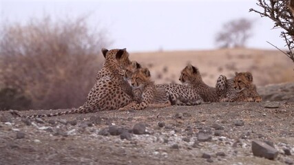 Wall Mural - Medium shot of a female cheetah and her four cubs lying on a hill surveying their surroundings, Botswana.