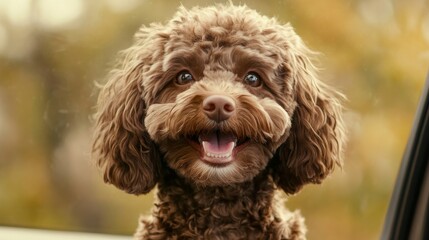 brown cockapoo dog car passenger, rich curly coat, excited pet expression, summer road trip, vehicle window frame, casual lifestyle shot, soft natural lighting, gentle bokeh background, cheerful