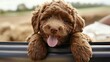 © Chaikit - chocolate goldendoodle puppy leaning from vehicle window, wavy fur texture, tongue out expression, candid pet moment, car ride adventure, natural lighting, documentary style, warm tones, happy pet