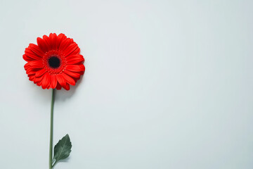 Wall Mural - Vibrant red gerbera daisy on minimalistic light background