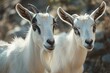 © juliars - Two white goats with black markings around their eyes are standing close to each other in a sunny barnyard