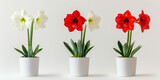 Red and white amaryllis flowers in pots against neutral background