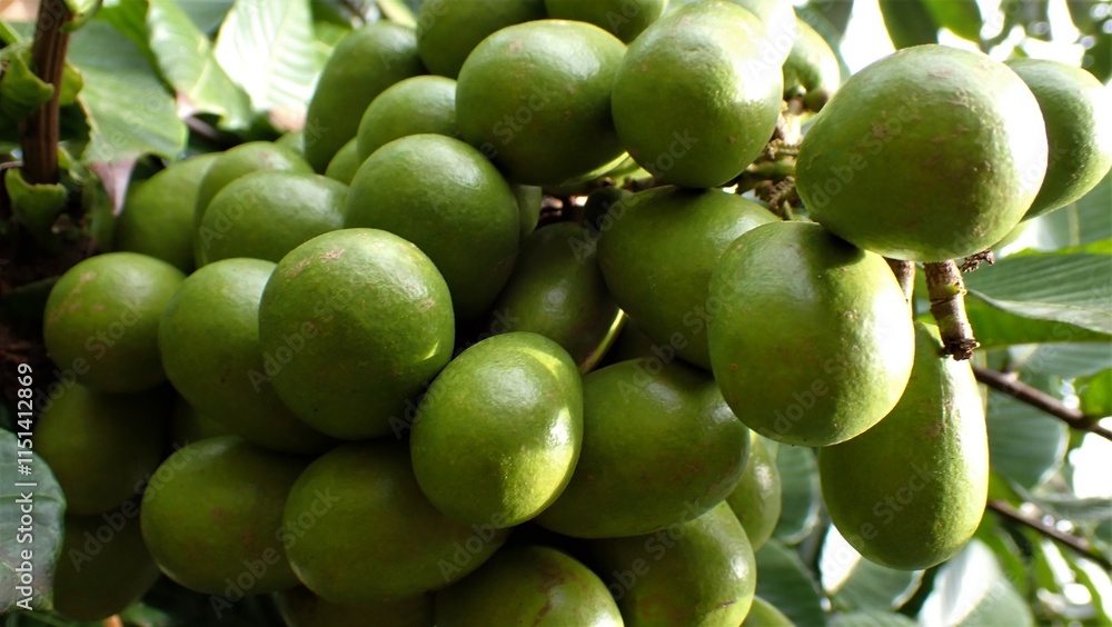 Tava Tree The Pometia pinnata common names, including Matoa, Taun tree, Island ...