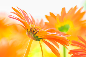 Wall Mural - Flower Series : Orange gerbera flowers with blurred floral background