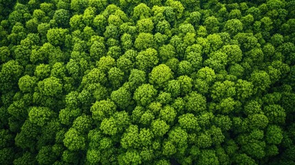 Poster - Aerial View forest idea. Aerial view of lush green trees creating a vibrant forest landscape.