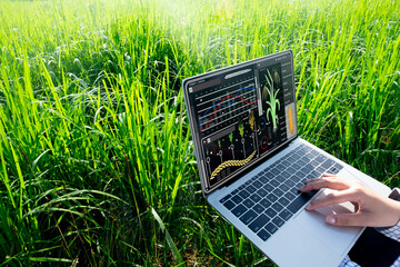 farmer using laptop with rice data analysis interface highlighting smart farming,agricultural techno