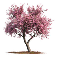 Wall Mural - Cherry Blossom Blooming Tree, vibrant pink flowers, delicate petals, springtime essence, transparent background, nature's renewal