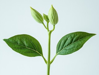 Close up of green plant with two buds and two leaves