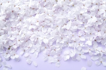 Wall Mural - Scattered Sakura Petals on Soft Lavender Background for Spring-Themed Design