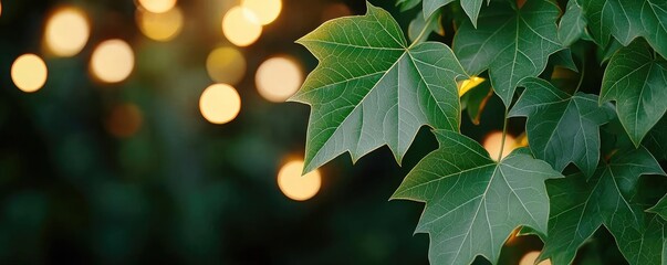 Wall Mural - Blurred bokeh idea. Close-up of vibrant green leaves with soft, glowing background lights.