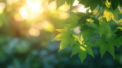 Wall Mural - Blurred bokeh idea. Sunlit green leaves with a soft bokeh background, perfect for nature and tranquility themes.