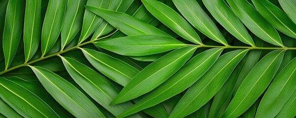 Wall Mural - Foliage abstract background concept. Vibrant green leaves arranged beautifully, showcasing nature's intricate patterns and textures.