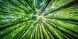 © Kukar Studio - A Canopy of Verdant Trees Reaching for Sunlight in a Lush Forest