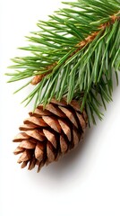 Poster - A pine cone on a branch of a tree